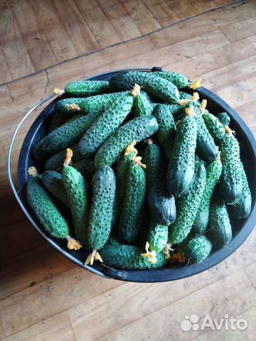 Огурцы свежие