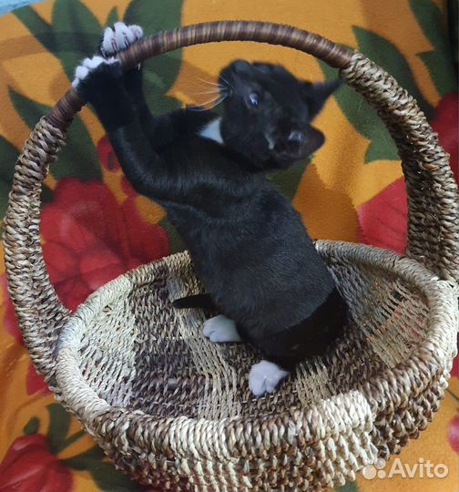 Черная кошка с белыми усами в добрые руки в дар