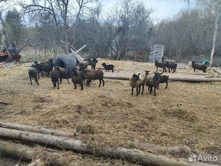 Отдых в лесу на селекше