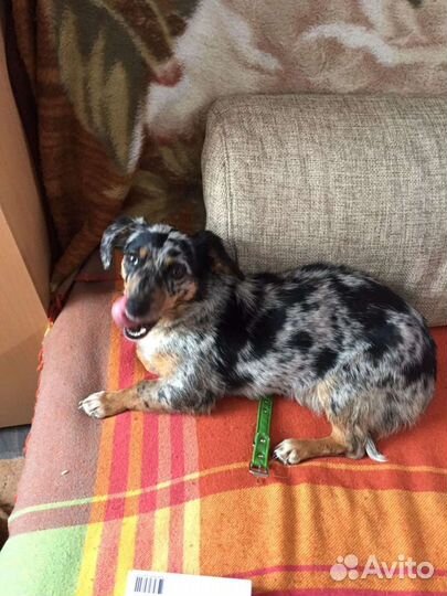 Собака метис такса бесплатно