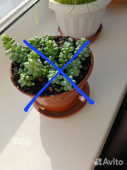 Очиток буритто