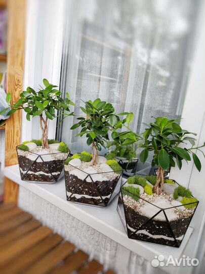 Флорариум Бонсай