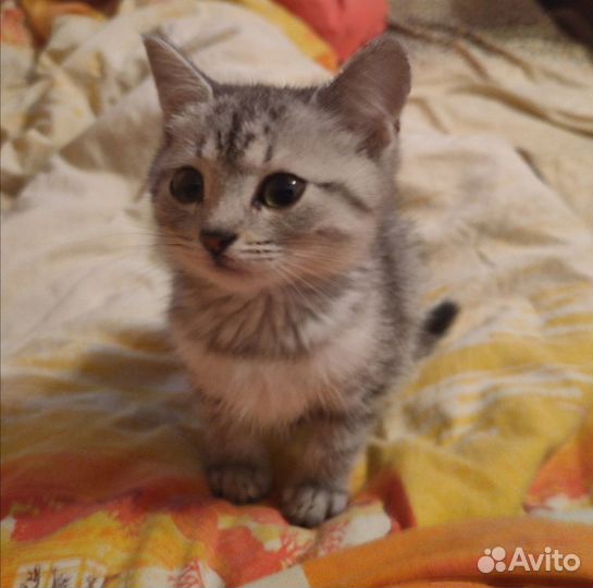 Котенок девочка в добрые руки