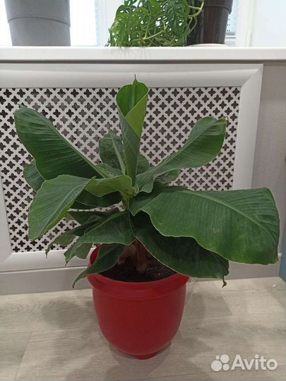 Банан комнатный цветок