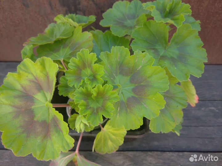 Пеларгония розебудная