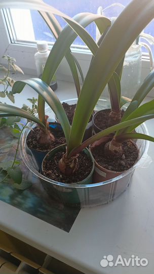 Лилия амариллис