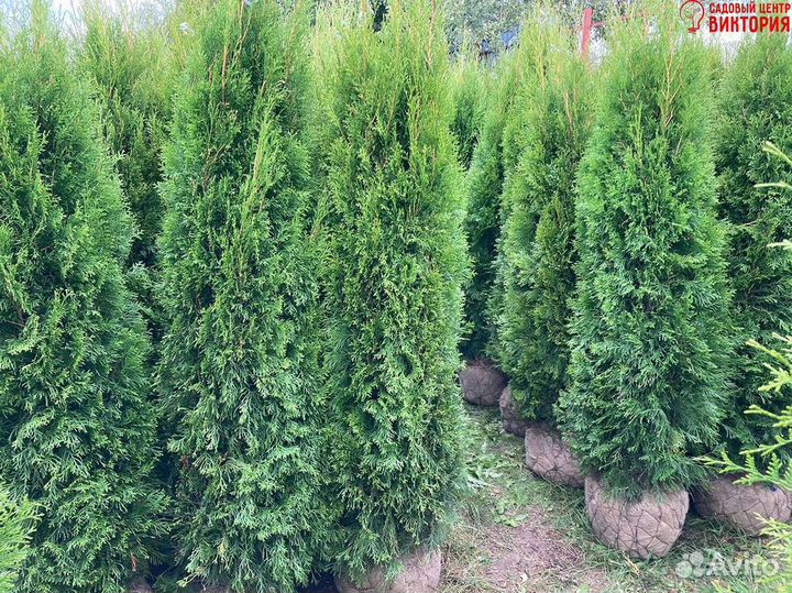 Туя Смарагд 180-200 см для ландшафтного дизайна