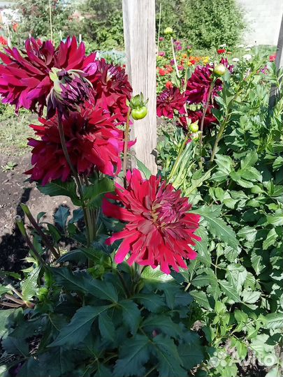 Георгины рассада