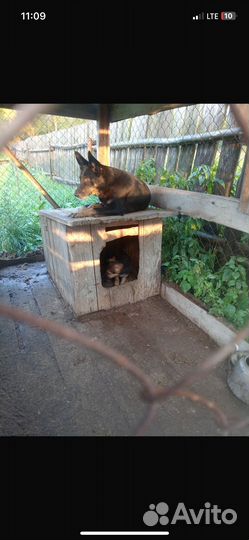 Продам семью собак