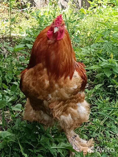 Петухи породистые