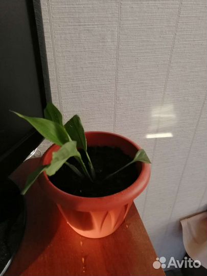 Спатифиллум женское счастье