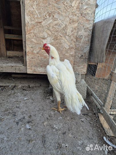 Бойцовые петухи