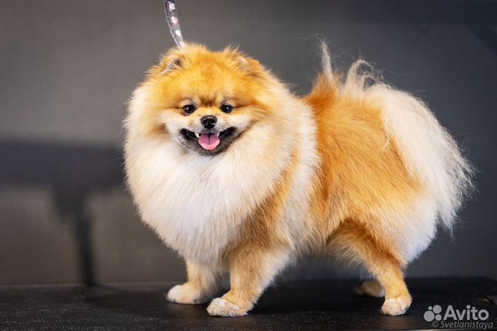 Груминг. Модель на стрижку