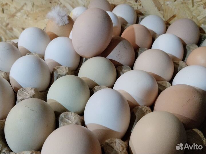 Продам яйца куриные