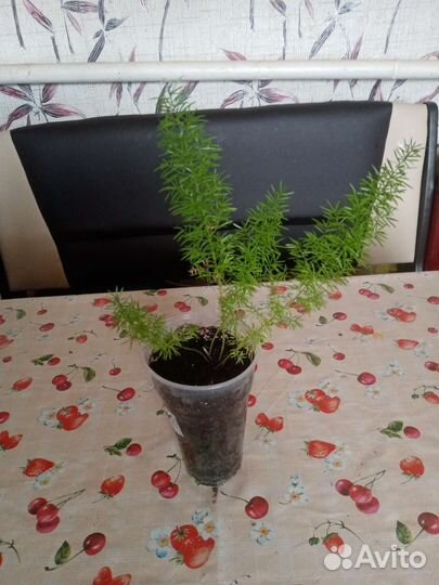 Комнатные цветы