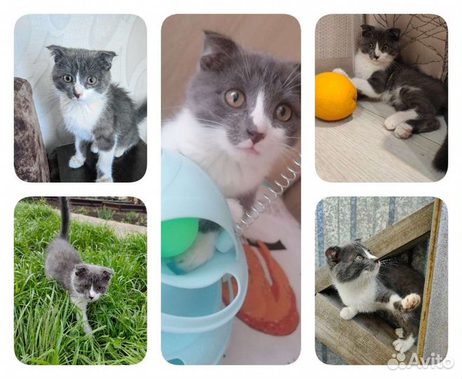 Кошки в добрые руки бесплатно