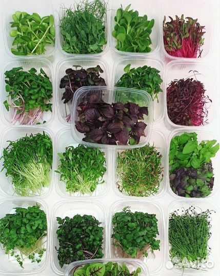 Микрозелень сет 