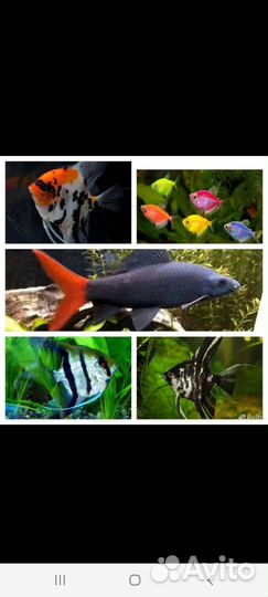 Аквариумные рыбки,мотыль,трубочник,креветки