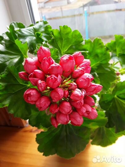 Тюльпановидные пеларгонии