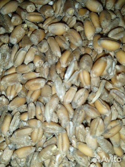 Зерно пшеница