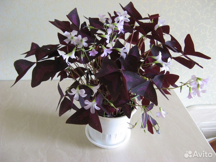 Отросток-розетка домашнего цветка кислица/оксалис