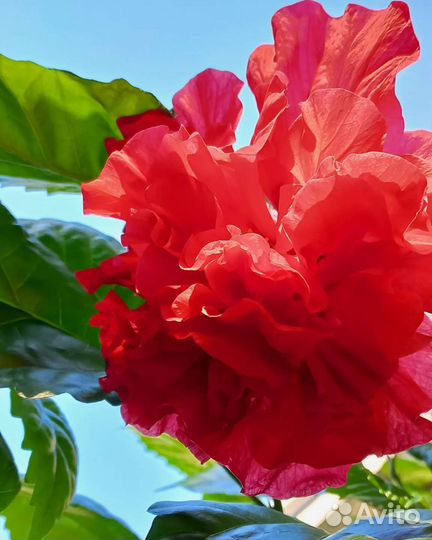 Гибискус китайская роза