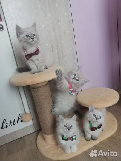 Сибирские котята