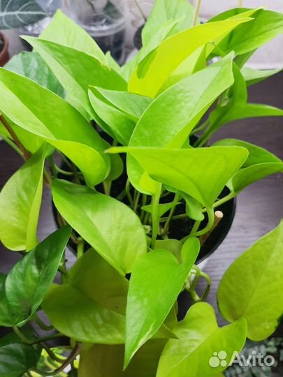 Эпипремнум Марбл Квин