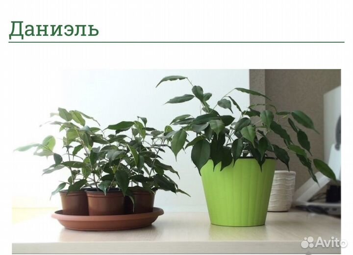 Фикус бенджамина