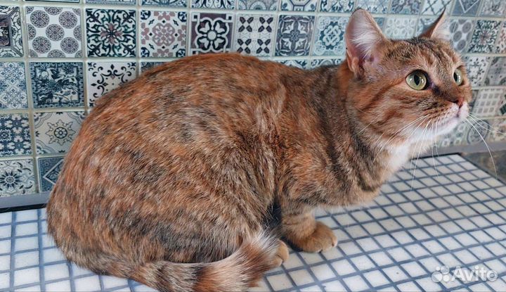 Кошка в дар