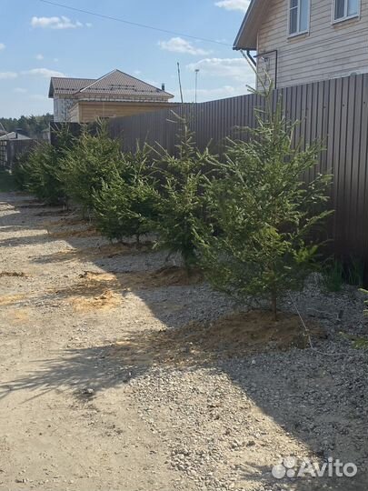 Ель обыкновенная саженцы