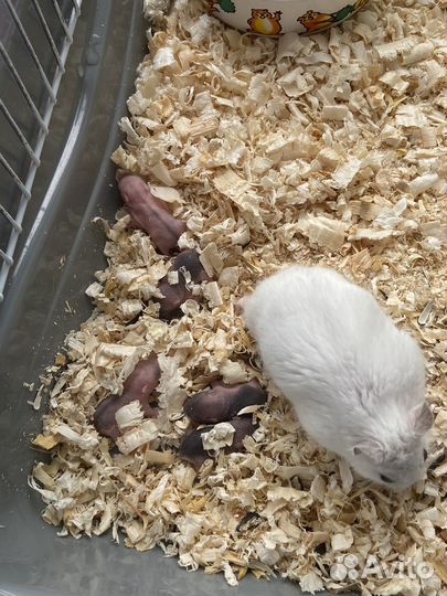 Джунгарский хомяк бесплатно