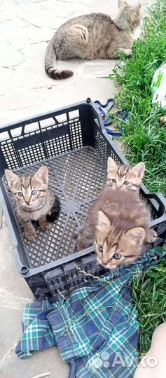 Котята отдам в добрые руки бесплатно