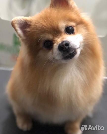 Грумер стрижка собак, чистка зубов уз