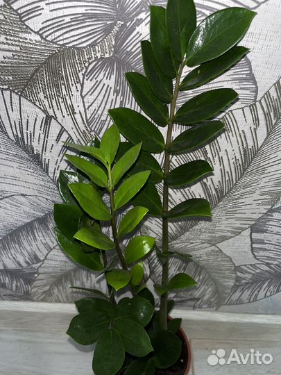 Замиокулькас