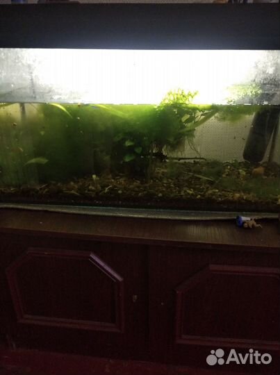 Аквариум