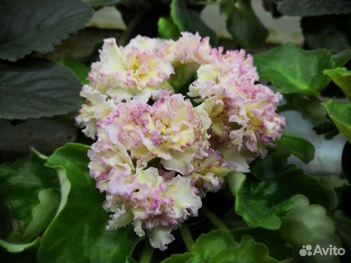 Сортовые фиалки