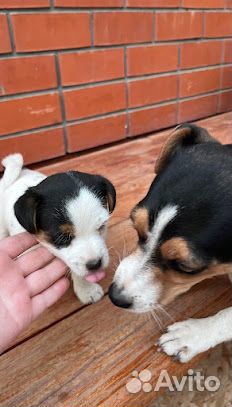Щенки джек рассел терьер