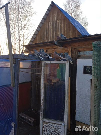 Николаевские Голуби