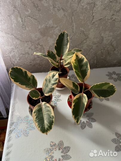 Фикус эластика тинеке