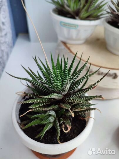 Хавортия полосатая