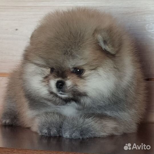 Щенки шпица