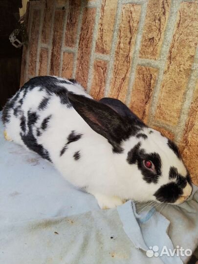 Кролики мясных пород