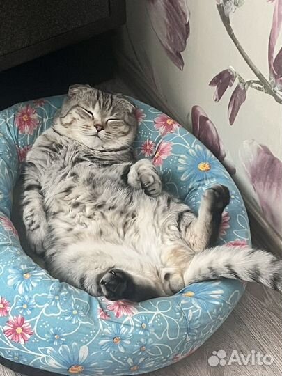 Вязка кот шотландский вислоухий