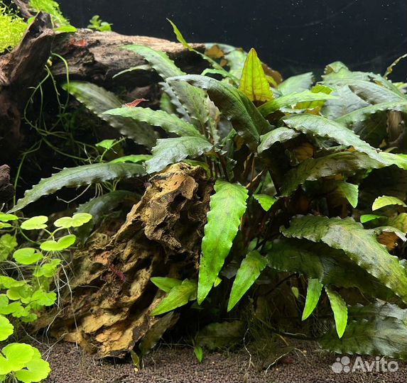 Аквариумные растения