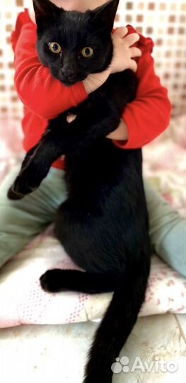 Кошки в добрые руки