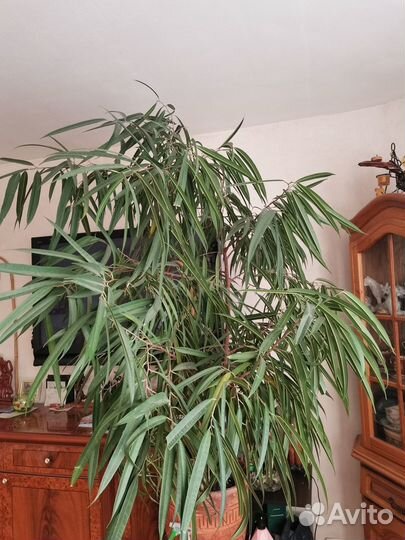 Роскошный фикус 