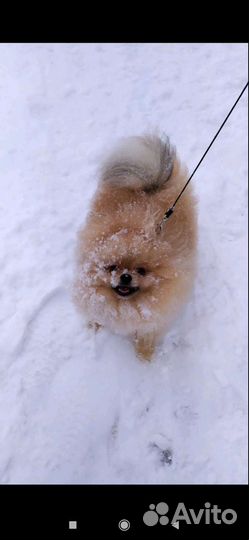 Щпиц