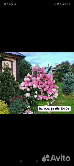 Гортензия
