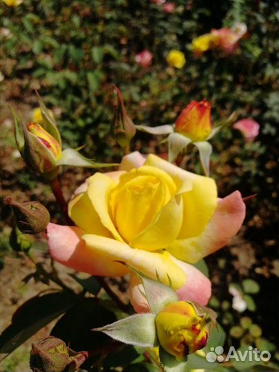 Саженцы роз